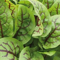 Bio Sauerampfer rotblättrig (Rumex sanguineus), im...