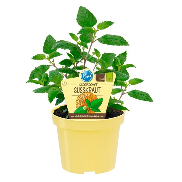 Bio Süßkraut Aztekisches (Lippia dulcis) im...