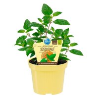 Bio Süßkraut Aztekisches (Lippia dulcis) im...
