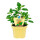 Bio Süßkraut Aztekisches (Lippia dulcis) im 12cm Topf