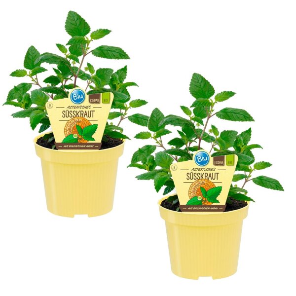 Bio Süßkraut Aztekisches (Lippia dulcis), je im 12cm Topf, 2 Pflanzen im Set