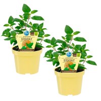 Bio Süßkraut Aztekisches (Lippia dulcis), je...