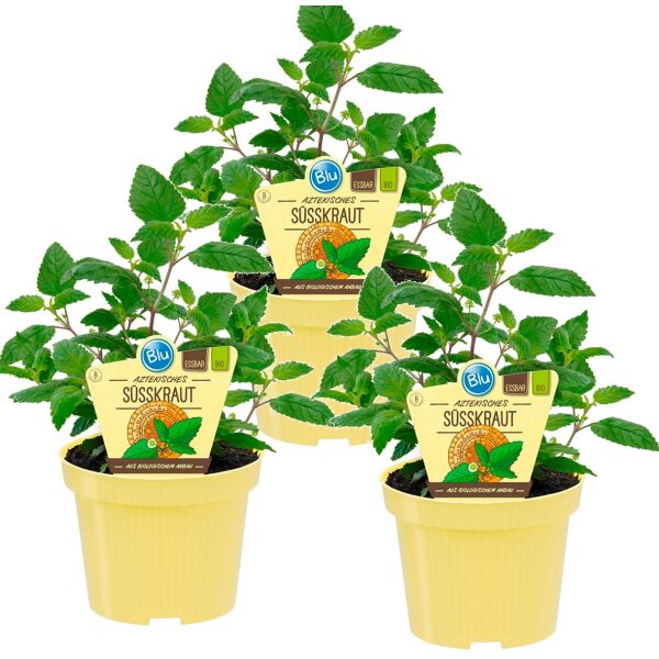 Bio Süßkraut Aztekisches (Lippia dulcis), je im 12cm Topf, 3 Pflanzen im Set