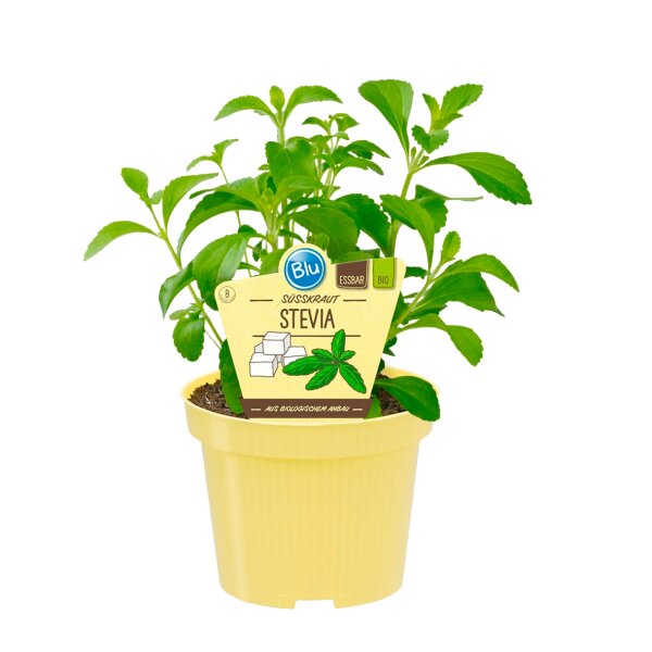 Bio Süßkraut Stevia (Stevia rebaudiana) im...