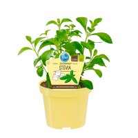 Bio Süßkraut Stevia (Stevia rebaudiana) im...