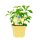 Bio Süßkraut Stevia (Stevia rebaudiana) im 12cm Topf