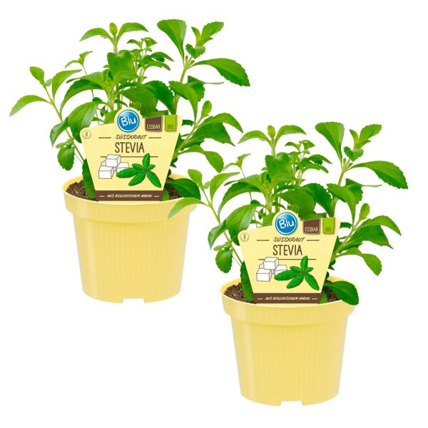 Bio Süßkraut Stevia (Stevia rebaudiana), je im 12cm Topf, 2 Pflanzen im Set