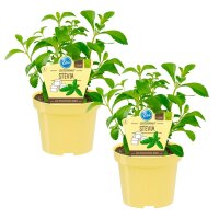 Bio Süßkraut Stevia (Stevia rebaudiana), je im...