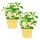 Bio Süßkraut Stevia (Stevia rebaudiana), je im 12cm Topf, 2 Pflanzen im Set