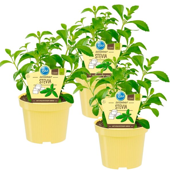 Bio Süßkraut Stevia (Stevia rebaudiana), je im 12cm Topf, 3 Pflanzen im Set