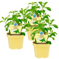 Bio Süßkraut Stevia (Stevia rebaudiana), je im...