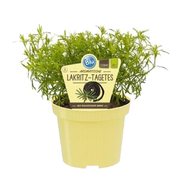 Bio Lakritz-Tagetes, (Tagetes filifolia), im 12cm Topf