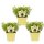 Bio Lakritz-Tagetes, (Tagetes filifolia), im 12cm Topf, 3 Pflanzen im Set