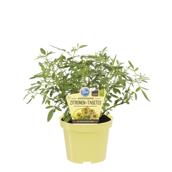 Bio Zitronentagetes, (Tagetes lemmonnii), im 12cm Topf