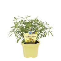Bio Zitronentagetes, (Tagetes lemmonnii), im 12cm Topf