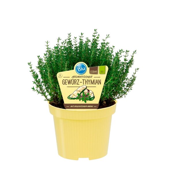 Bio Thymian Gewürzthymian (Thymus vulgaris) im 12cm Topf
