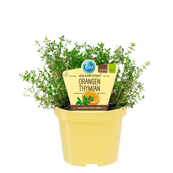 Bio Thymian Orangen (Thymus fragrantissimus), im 12cm Topf