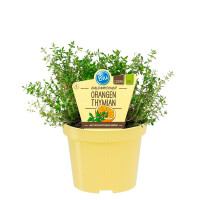 Bio Thymian Orangen (Thymus fragrantissimus), im 12cm Topf