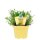Bio Thymian Orangen (Thymus fragrantissimus), im 12cm Topf