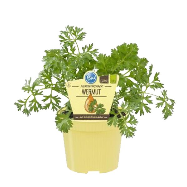 Bio Wermut (Artemisia absinthium) im 12cm Topf