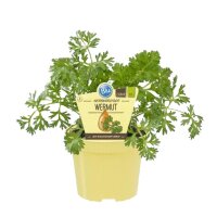 Bio Wermut (Artemisia absinthium) im 12cm Topf