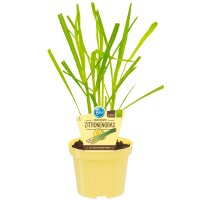 Bio Zitronengras (Cymbopogon citratus), im 12cm Topf