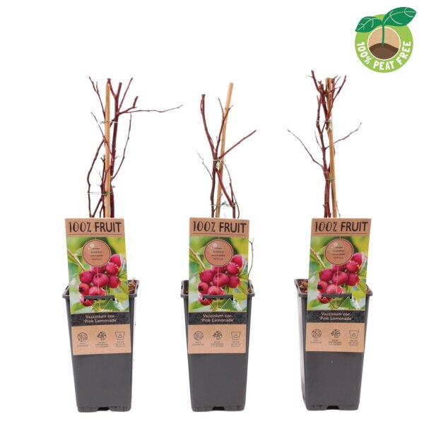 Heidelbeere, (Vaccinium corymbosum), Sorte: Pink Lemonade ca. 55cm hoch, im 14cm Topf