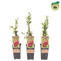 Heidelbeere, (Vaccinium corymbosum), Sorte: Pink Lemonade...