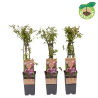 Heidelbeere, (Vaccinium corymbosum), Sorte: Pink Lemonade ca. 55cm hoch, im 14cm Topf