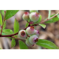 Heidelbeere, (Vaccinium corymbosum), Sorte: Pink Lemonade ca. 55cm hoch, im 14cm Topf