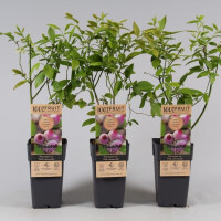 Heidelbeere, (Vaccinium corymbosum), Sorte: Pink Lemonade ca. 55cm hoch, im 14cm Topf