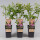 Heidelbeere, (Vaccinium corymbosum), Sorte: Pink Lemonade ca. 55cm hoch, im 14cm Topf