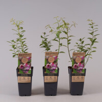 3er Set Heidelbeere, (Vaccinium corymbosum), Sorte: Pink...