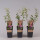 3er Set Heidelbeere, (Vaccinium corymbosum), Sorte: Pink Lemonade ca. 55cm hoch, im 14cm Topf