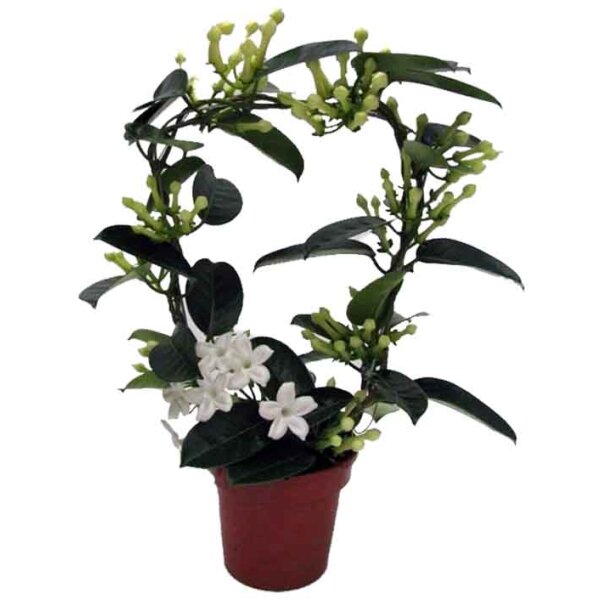 Kranzschlinge, (Stephanotis floribunda), Sorte: Fleur...
