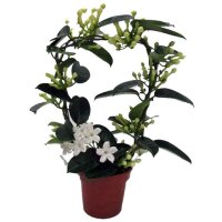 Kranzschlinge, (Stephanotis floribunda), Sorte: Fleur...
