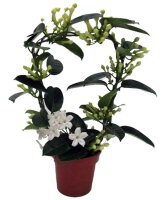 Kranzschlinge, (Stephanotis floribunda), Sorte: Fleur...