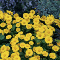 Gemswurz, (Doronicum orientale) Sorte: Leonardo Compact,...
