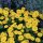 Gemswurz, (Doronicum orientale) Sorte: Leonardo Compact, im 12cm Topf