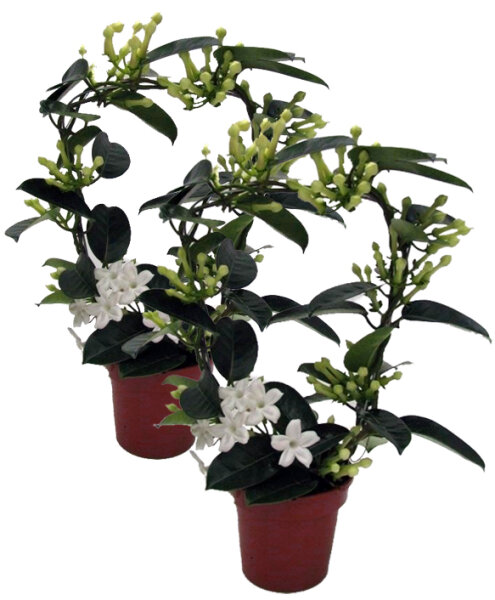 Kranzschlinge, (Stephanotis floribunda), Sorte: Fleur Parfum, ca. 45cm hoch im ca. 12cm Topf, 2 Pflanzen im Set