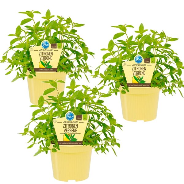 Bio Zitronenverbene, (Lippia citriodora), je im 12cm Topf, 3 Pflanzen im Set