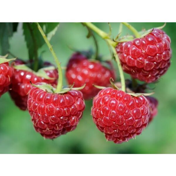 Herbst Himbeere, (Rubus idaeus), Sorte: Zefa, ca. 65cm hoch, im 14cm Topf
