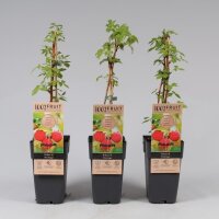 Herbst Himbeere, (Rubus idaeus), Sorte: Zefa, ca. 65cm...