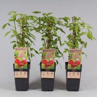 Herbst Himbeere, (Rubus idaeus), Sorte: Zefa, ca. 65cm hoch, im 14cm Topf