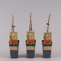 Herbst Himbeere, (Rubus idaeus), Sorte: Zefa, ca. 65cm hoch, im 14cm Topf