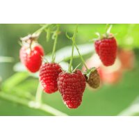 Herbst Himbeere, (Rubus idaeus), Sorte: Zefa, ca. 65cm hoch, im 14cm Topf