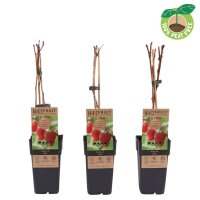 Herbst Himbeere, (Rubus idaeus), Sorte: Zefa, ca. 65cm hoch, im 14cm Topf