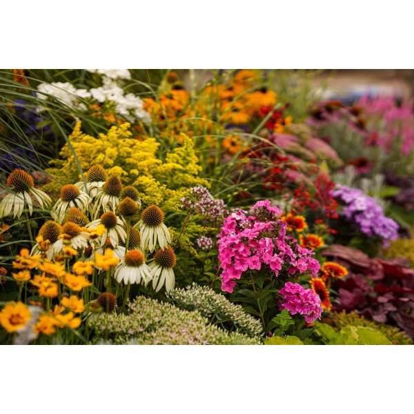 12er Set Stauden Mischung für den Bauerngarten, verschiedene winterharte Stauden, je im 12cm Topf