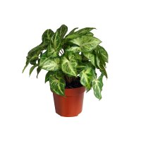 Purpurtute, (Syngonium podophyllum), im 12cm Topf, ca. 20cm hoch