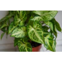 Purpurtute, (Syngonium podophyllum), im 12cm Topf, ca. 20cm hoch
